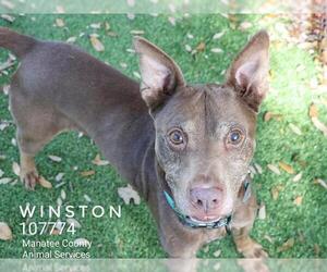 Miniature Pinscher-Unknown Mix Dogs for adoption in Palmetto, FL, USA