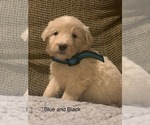 Small Photo #25 Pyredoodle Puppy For Sale in MARION, IN, USA