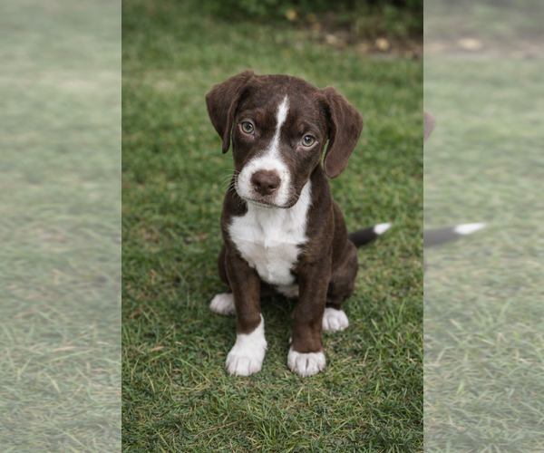 Medium Photo #1 Boxer-Unknown Mix Puppy For Sale in Orlando, FL, USA