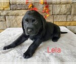 Puppy Leia AKC Englis Labrador Retriever