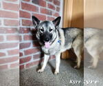 Small #2 Norwegian Elkhound