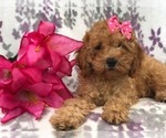 Small Photo #2 Cavapoo-Poodle (Miniature) Mix Puppy For Sale in LAKELAND, FL, USA