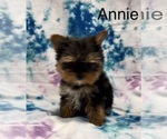 Small Photo #7 Yorkshire Terrier Puppy For Sale in AZLE, TX, USA
