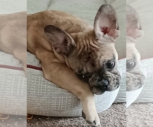 French Bulldog Puppy for sale in TAMPA, FL, USA