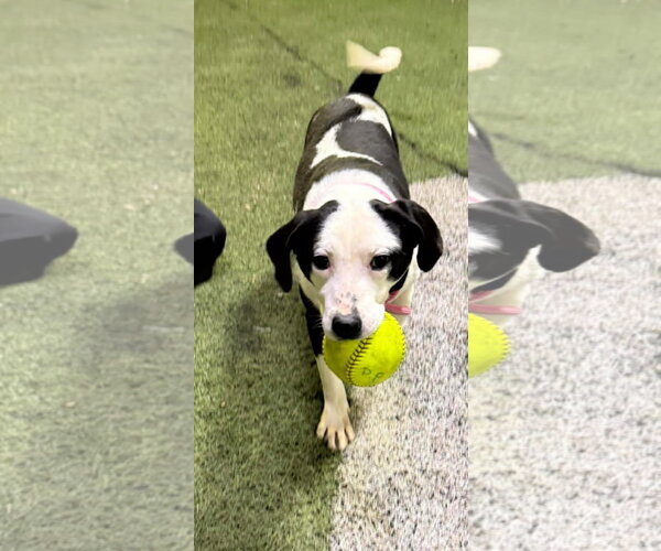 Medium Photo #4 Borador Puppy For Sale in Alexander, AR, USA