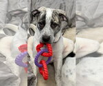 Small Great Pyrenees Mix