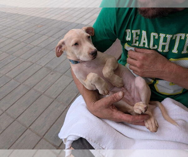 Medium Photo #2 Labrador Retriever-Unknown Mix Puppy For Sale in New York, NY, USA
