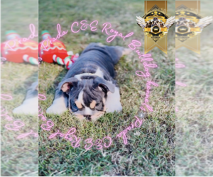 English Bulldog Puppy for sale in ATHENS, GA, USA