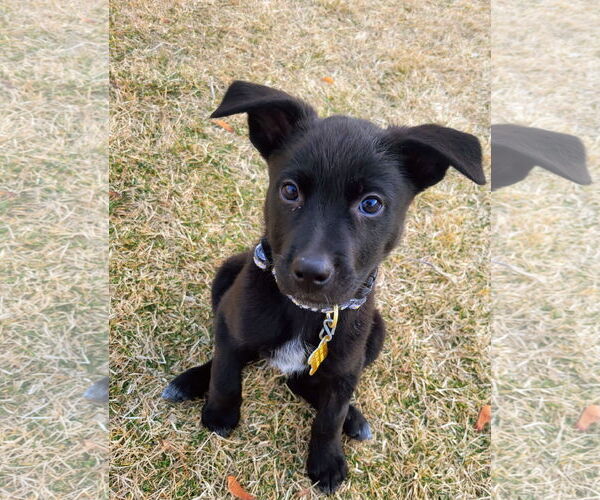 Medium Photo #1 Mutt Puppy For Sale in Sandy, UT, USA