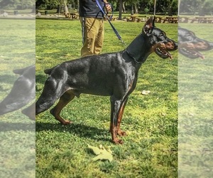Father of the Doberman Pinscher puppies born on 05/08/2019