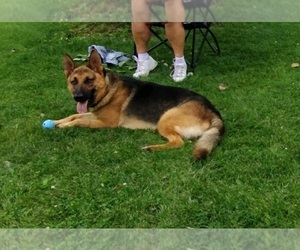 Father of the German Shepherd Dog puppies born on 07/03/2025