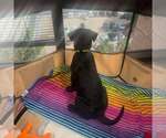 Small #2 Labrador Retriever Mix