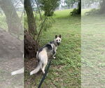 Small #1 German Shepherd Dog-Huskies  Mix