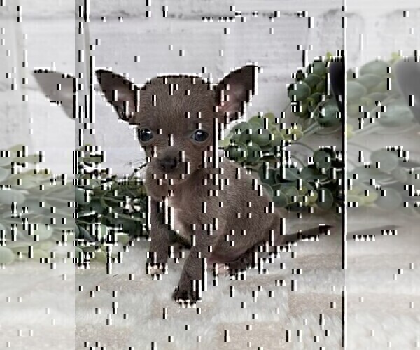 Medium Photo #6 Chihuahua Puppy For Sale in MIAMI, FL, USA