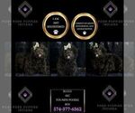 Small Photo #69 Poodle (Toy) Puppy For Sale in WARSAW, IN, USA