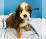Puppy George Bernedoodle