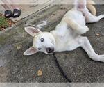 Small Siberian Husky Mix
