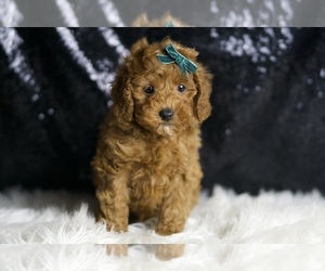 Poodle (Toy) Puppy for sale in WARSAW, IN, USA