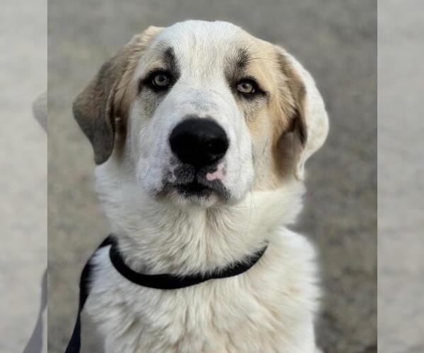 Medium Photo #1 Anatolian Shepherd-Unknown Mix Puppy For Sale in Woodland, CA, USA