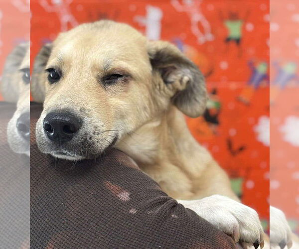 Medium Photo #6 Huskies -Unknown Mix Puppy For Sale in New York, NY, USA