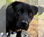 Small Labrador Retriever
