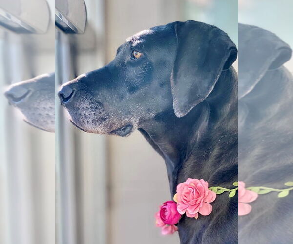 Medium Photo #2 Great Dane Puppy For Sale in Bullard, TX, USA