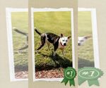 Small #4 American Staffordshire Terrier Mix
