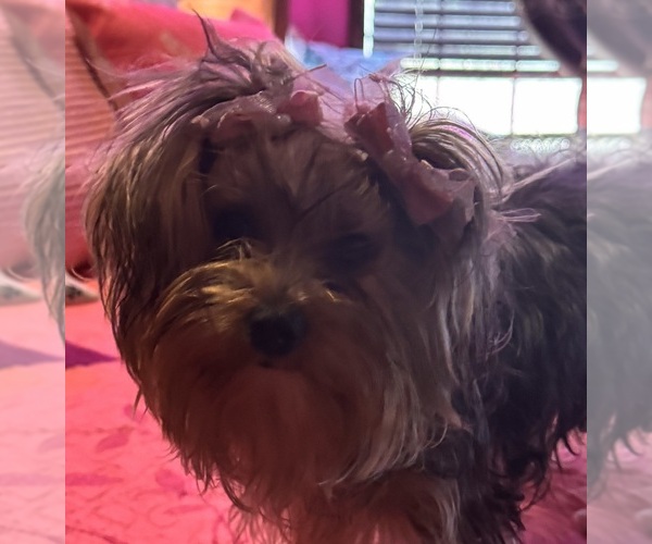 Medium Photo #1 Yorkshire Terrier Puppy For Sale in BROOKHAVEN, MS, USA