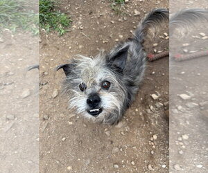 Charlie Brown May 26 - In Foster in Rocky Mt, NC - Male Mutt Dog for Adoption - Photo #6