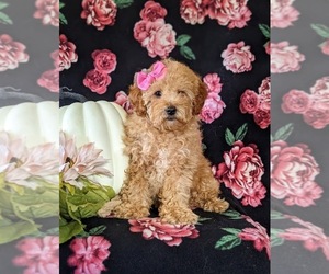 Poodle (Miniature) Puppy for sale in NEW PROVIDENCE, PA, USA