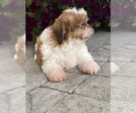 Small #4 Shih Tzu