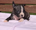 Puppy Raya Boston Terrier
