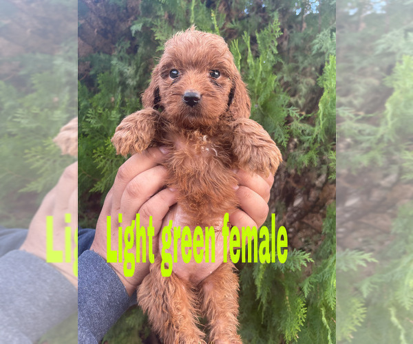 Medium Photo #1 Goldendoodle (Miniature) Puppy For Sale in BAKERSFIELD, CA, USA