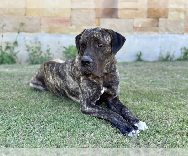 Medium Photo #4 Mutt Puppy For Sale in PIPE CREEK, TX, USA