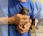 Small #18 Dachshund