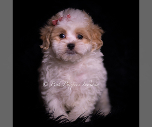 Medium Maltipoo (Miniature)