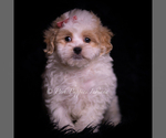 Puppy Camille Maltipoo (Miniature)