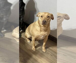 Raya - Female Chihuahua Dog for Adoption - Photo #2