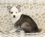 Small #2 Pomsky