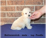 Small #1 Poodle (Toy)