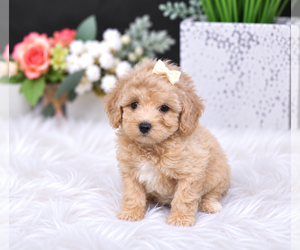 Poodle (Miniature) Puppy for sale in FISHER ISLAND, FL, USA