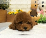 Small Photo #2 Poodle (Toy) Puppy For Sale in SEATTLE, WA, USA