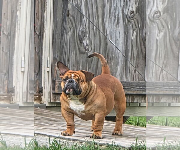 Medium Photo #1 Bulldog-Unknown Mix Puppy For Sale in Euless, TX, USA