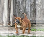 Small Bulldog Mix