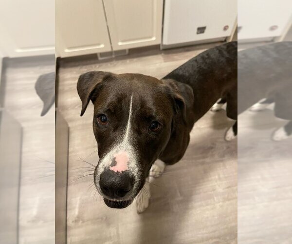 Medium Photo #2 American Pit Bull Terrier Puppy For Sale in Calgary, Alberta, Canada