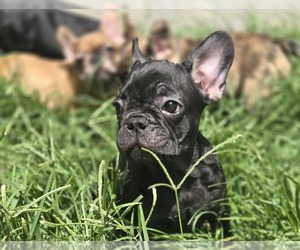 French Bulldog Puppy for sale in FORT WORTH, TX, USA