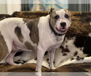 Holly - Female American Staffordshire Terrier-Unknown Mix Dog for Adoption - Photo #8