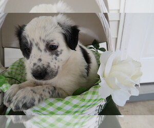 Texas Heeler Puppy for sale in KOKOMO, IN, USA