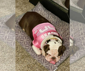 English Bulldog Puppy for sale in COVINGTON, GA, USA