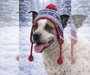 Stix (Courtesy) - Male Mutt Dog for Adoption - Photo #4